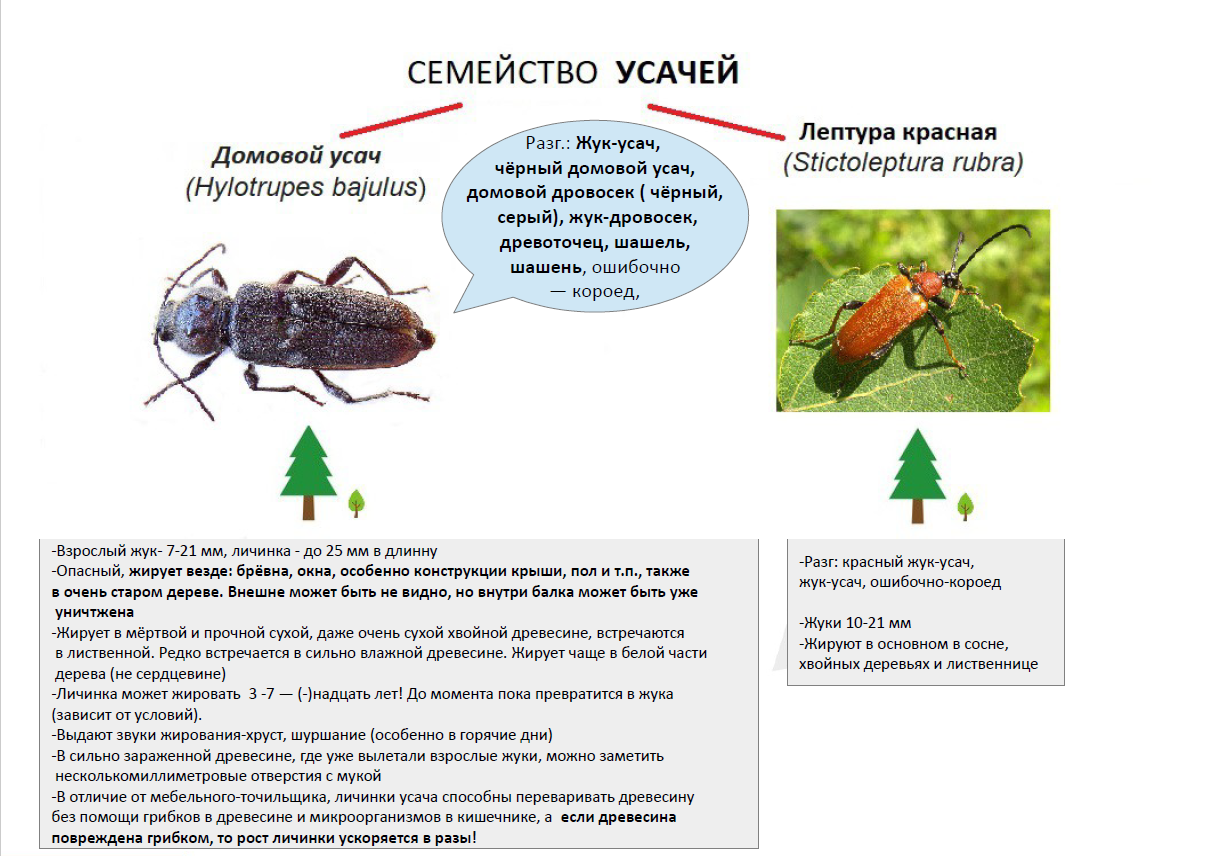 Жуки в срубе, досках, бревнах деревянного дома - СЭС 